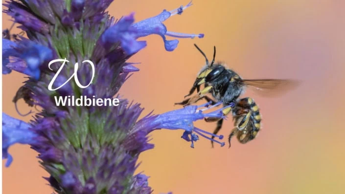 Wildbiene Biodiversitätslexikon
