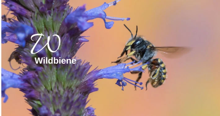 Wildbiene Biodiversitätslexikon